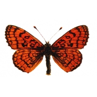 Provençal Fritillary Mellicta deione 10 larvae